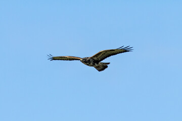 Common Buzzard (Buteo buteo), spotted over Baldoyle Racecourse, Dublin; common in Europe
