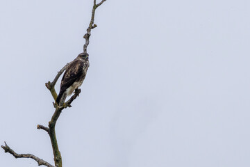 Common Buzzard (Buteo buteo), spotted over Baldoyle Racecourse, Dublin; common in Europe