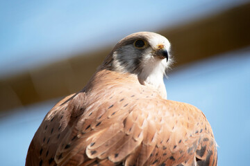 this is a close up of a nankeen kestrel