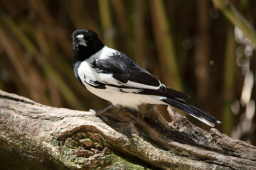 the pied butcher bird is perched in a tree