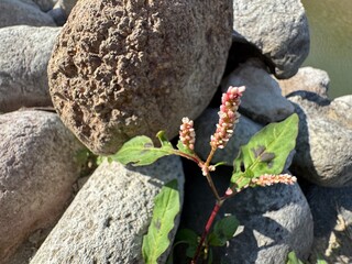 A fresh Persicaria maculosa plant blooms at the bottom of a rock. Persicaria maculosa, spotted...