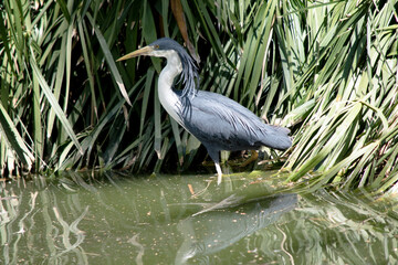 the pied heron has a black face, wings and white on its chest