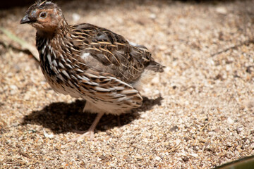 the quail is a brown and cream small bird