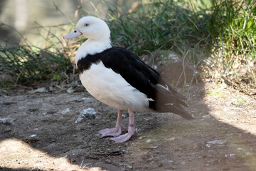 this is a side view of a radjah shelduck