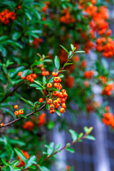 A Close up of Hawthorn Berries in the Winter