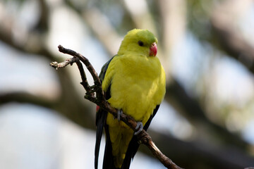 the regent parrot is perched on a branch