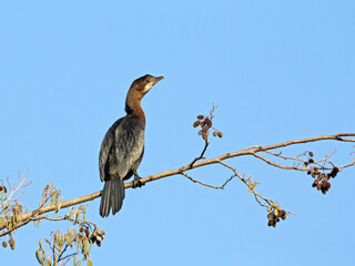 marangone minore (Phalacrocorax pygmaeus)