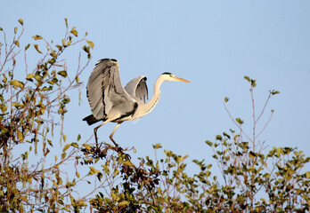 airone cinerino (Ardea cinerea); elegante atterraggio