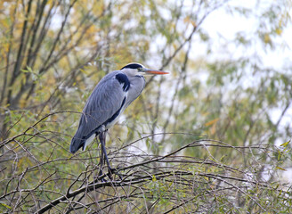 airone cinerino (Ardea cinerea) tra i salici autunnali