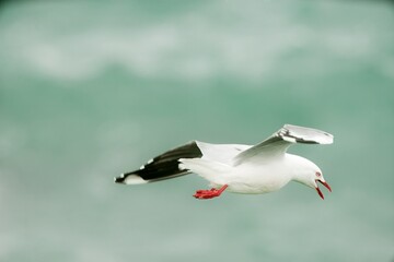 Seagull Flying Away, Freedom in Coastal Flight