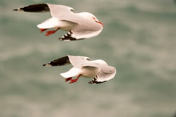 Seagulls Flying Away, Freedom in Coastal Flight