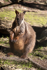Naklejka premium the southern brush tailed rock wallaby is standing on its hind legs