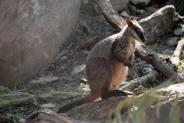 the southern brush tailed rock wallaby  is standing on its hind legs
