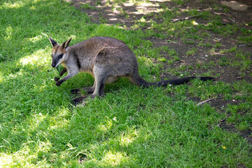 the swamp wallaby is eating a leaf