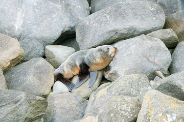 Fur Seal Relaxing on Coastal Rock, Peaceful Seaside Moment