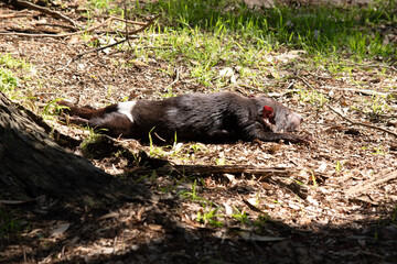 The Tasmanian devil is rest on the ground in  the sun
