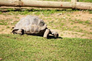 Obraz premium this is a sidew view of an aldabras tortoise eating grass