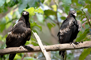two wedge tailed eagles sharing a perch
