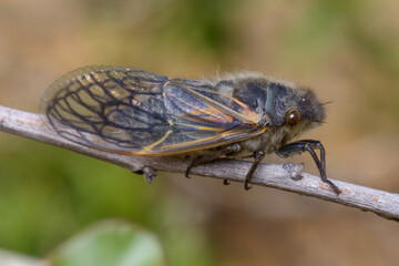 Cicada (Tettigades chilensis)