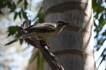 the wattle bird is perched on a tree