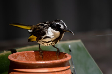 the white cheeked honeyeater is perched on a feeding bowl