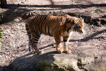 Young tigers have all their stripes and markings. They are learning to be powerful hunters while...
