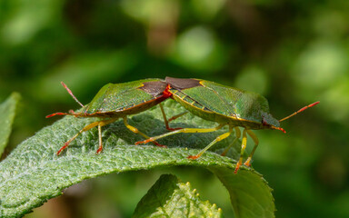 Macro image of green shield bugs. Native British insect.