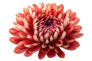 lily turquoise background