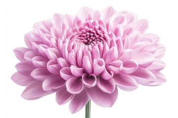 lily turquoise background image