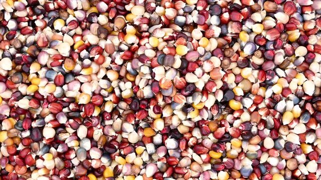 4K HD video of colorful kernels of Indian Corn, hand holding small wooden scoop, scooping up kernels of corn. A popular autumn decorations.
