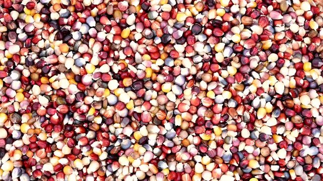 4K HD video zooming in on colorful kernels of Indian Corn. Indian or flint corn is one of the many types of maize with colored kernels, either single or multiple colors. Popular autumn decorations.
