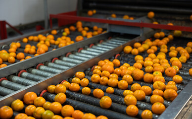 Ripe tangerines on the conveyor belt of a fruit processing plant.
