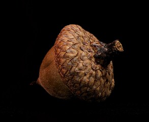 Close-up of a single acorn with a cap on a dark background. Abstract background, wallpaper, nature themes © Höyka Studio