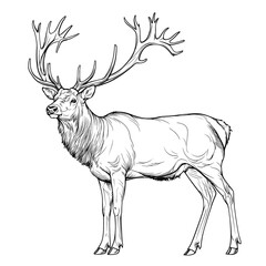 Line art drawing of a majestic deer.