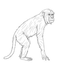 Fototapeta premium Line drawing of a chimpanzee.