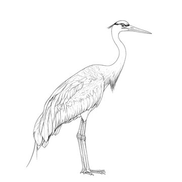 recommend clip art: Line drawing of a heron. (1)