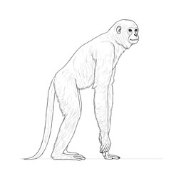 Obraz premium Line drawing of a monkey.