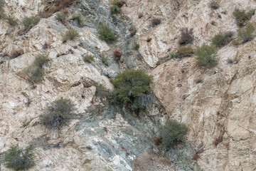 Granitic Rocks / Leucocratic Plutonic Rocks ( grd ). intrusive / dikes. Angeles Crest Scenic Byway, Los Angeles County, California. San Gabriel Mountains. Angeles National Forest