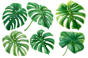 Obraz premium Isolated set of tropical leaves on a transparent backdrop