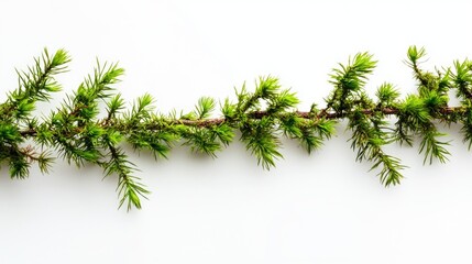 Obraz premium A close-up of a green branch with needle-like leaves against a white background.