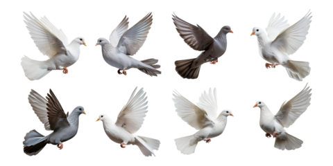 Various Doves in Flight, png collection isolated on transparent background
