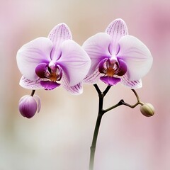 Obraz premium pink orchid flower