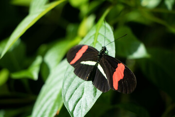 Red and Black Butterfly on Green Leaf in Natural Setting