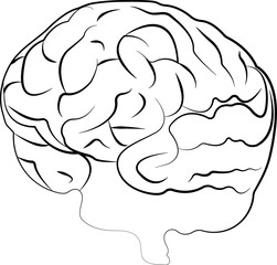 Hand-drawn illustration of a human lateral brain in black and white. The brain's structure. Vector