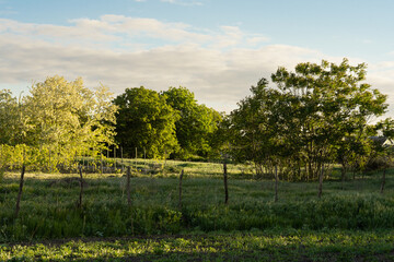 Obraz premium Picturesque rural landscape with lush green trees, a wooden fence, and sunlit grass creating an atmosphere of countryside romance. The scene evokes warmth, simplicity, and a deep connection to nature.
