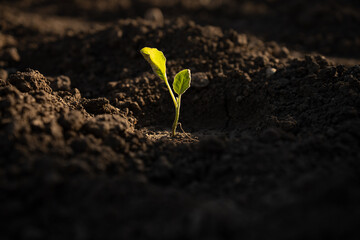 The seedling are growing from the rich soil to the evening sunlight, ecology concept.