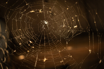 macro large spider web close-up horizontal
