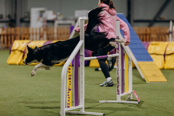 Naklejka premium Agility dogs. Border collie running agility competition. Sports dogs. Dog agility slalom, sports competitions of dogs. Sheltie dog. Shetland Sheepdog dog running trough the weaves. 