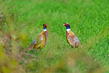 Two Male Ring-Necked Pheasants at the edge of a field at Ives Run State Park, in Tioga County, Pennsylvania.
