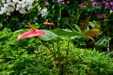 Orchideen Garten Singapur